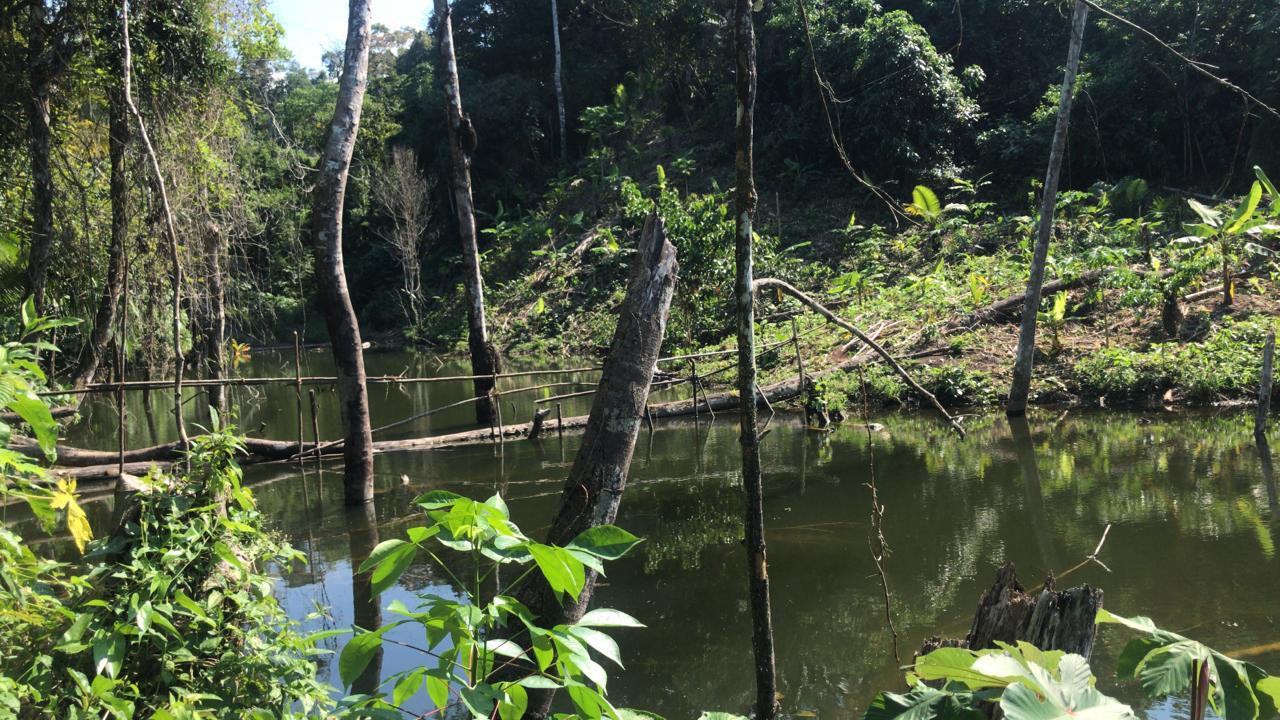 Paisaje exuberante de la selva de San Martín con el río serpenteando entre la vegetación tropical, mostrando la rica biodiversidad del Fundo Miski Pakakuna